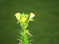Oenothera parviflora
