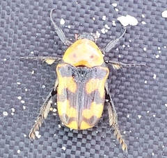 Euphoria fascifera