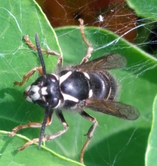 Dolichovespula arctica