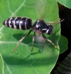 Dolichovespula arctica