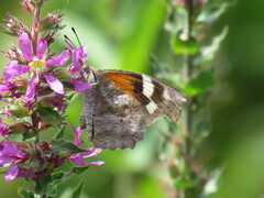 Libytheana carinenta
