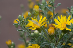 Heterotheca