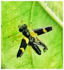 Callimerus latifrons