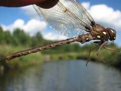 Boyeria vinosa