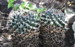 Mammillaria magnimamma