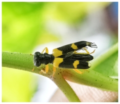 Callimerus latifrons