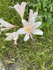 Lycoris squamigera
