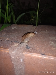 Ambigolimax valentianus