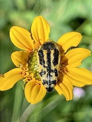 Acmaeodera amplicollis