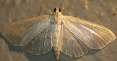 Herpetogramma aquilonalis