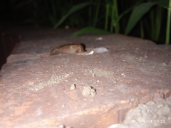 Ambigolimax valentianus