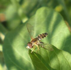 Toxomerus occidentalis