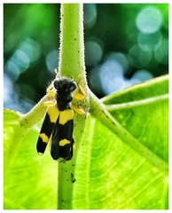 Callimerus latifrons