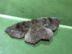 Eutrapela clemataria