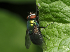 Lucilia illustris