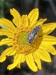 Acmaeodera rubronotata