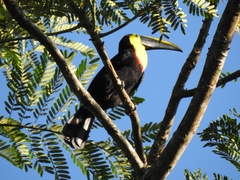 Ramphastos ambiguus