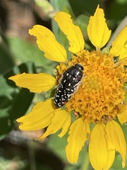 Acmaeodera rubronotata