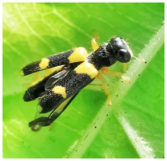 Callimerus latifrons