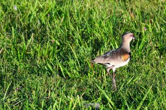 Vanellus chilensis