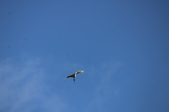 Threskiornis molucca