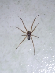 Steatoda