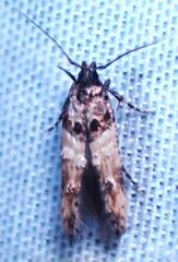 Walshia miscecolorella