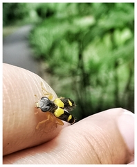 Callimerus latifrons