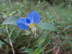 Commelina communis