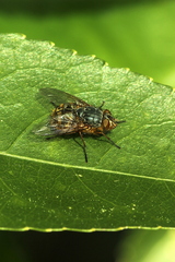 Calliphora hilli