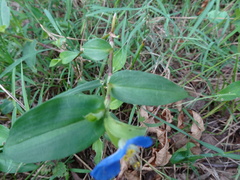 Commelina communis
