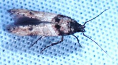 Walshia miscecolorella