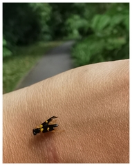 Callimerus latifrons