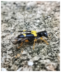 Callimerus latifrons