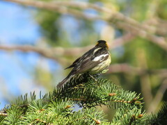 Setophaga fusca