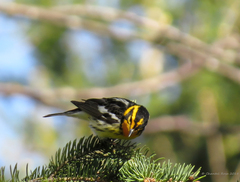 Setophaga fusca