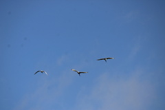 Threskiornis molucca