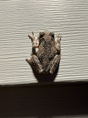Hyla