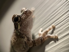 Hyla