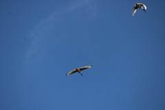 Threskiornis molucca