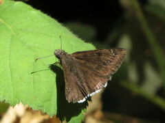 Erynnis