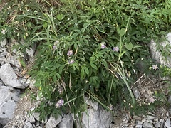 Passiflora incarnata