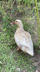 Anas platyrhynchos domesticus