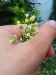 Erigeron sumatrensis