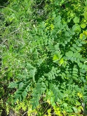 Styphnolobium affine