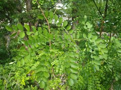 Styphnolobium affine