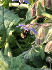 Bombus bimaculatus