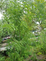 Styphnolobium affine