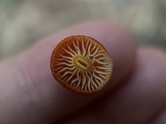 Hygrocybe miniata