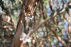 Manorina melanocephala